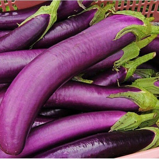 Hạt Giống Cà Tím Dài – Sinh Trưởng Mạnh, Ít Sâu Bệnh, 70 hạt