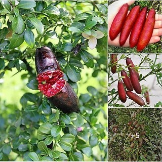 Cây giống tranh trứng cá hồi
