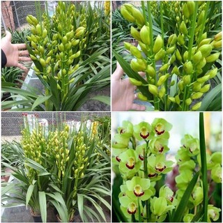 Củ hoa địa lan santo hoa màu xanh 1 củ