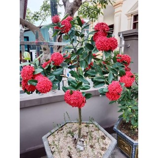 Cây bông trang mỹ hồng - hoa mẫu đơn mỹ hồng _giống chuẩn