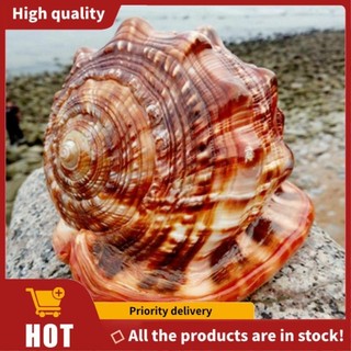 Natural Bull 's Mouth Mũ bảo hiểm Vỏ ốc sên biển san hô Bể cá trang trí 1 Cái
