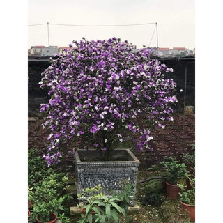 Cây giống hoa nhài nhật cao 35-40cm _chuẩn