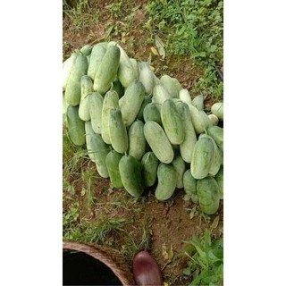 Hạt giống dưa mèo,hạt dưa mèo. túi khoảng 150 hạt