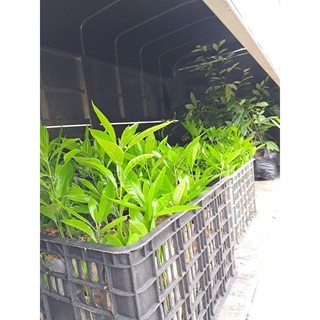 Cây giống Lekima(cây trứng gà giống)1cây