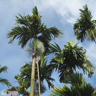 Cây giống cau ta, cau cao, cau ăn trầu