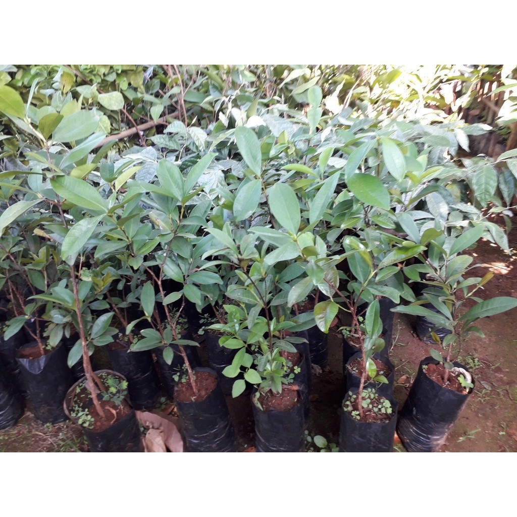 Cây giống Cherry Anh Đào Mỹ. [ hoàn xu xtra + ] (Freeship Xtra, Voucher Xtra +)