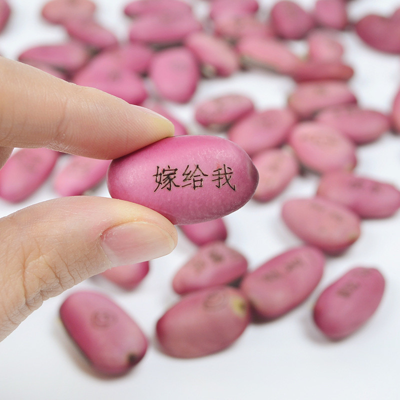 Love Magic Bean Red Bean Magic Bean Seed Cây Mini mới lạ