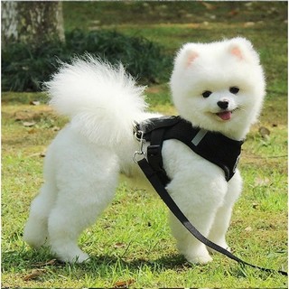Bộ Dây Dắt Thú Cưng Phản Quang Thoáng Khí