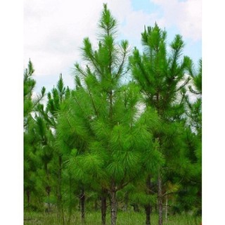 Cây giồng cây thông đỏ Caribe chuẩn giống