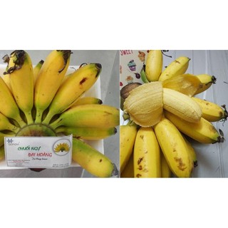 Cây giống chuối ngự hà nam