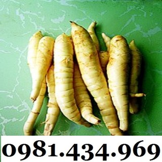 Củ Bình Tinh (Dong Đao, Dong Tróc, Mì Tinh) 01KG Chất Chuẩn Chất