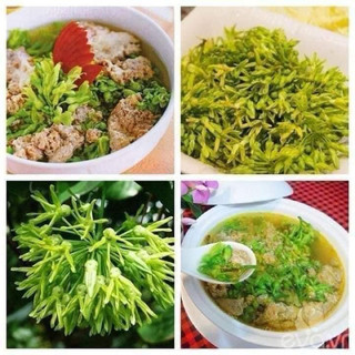 Cây giống hoa thiên lý ( bầu giống )