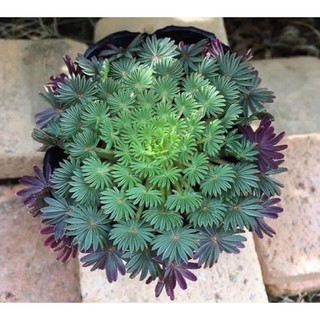 củ hoa oxalis cọ - Củ Giống 19