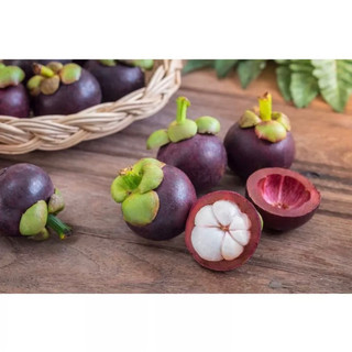 Cây giống măng cụt(1 cây) (cho trái sau 1 năm)