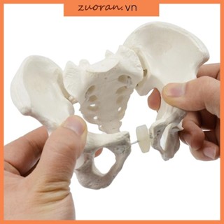 Zuoo Nữ Hông Xương chậu Mô hình giải phẫu cho Giáo dục Khoa học Hộ sinh Kích thước nhỏ