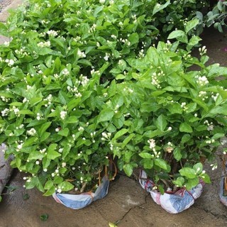 Cây giống hoa nhài ta cổ ướp trà - bầu giống