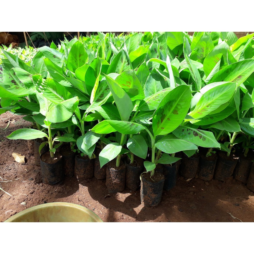 Cây giống Chuối Thanh Tiêu [ CÂY ĐẸP KHỎE 50 CM ] (Freeship xtra +Xu extra+)