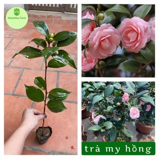 Cây hoa trà my màu hồng _Cây giống chuẩn