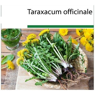 Hạt Giống Rau Bồ Công Anh hoa vàng