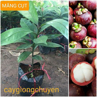 Cây giống măng cụt thái siêu quả