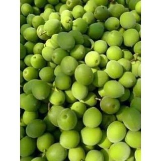 Cây Mơ Xanh, giống mơ rừng chua ăn quả vùng tây bắc- cây giống