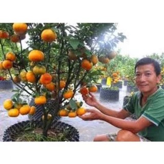 Cây giống quýt đường không hạt(1caay)