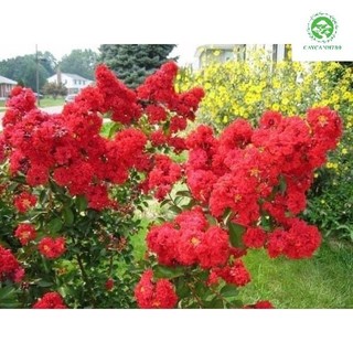 Cây giống tường vi lá xanh hoa đỏ