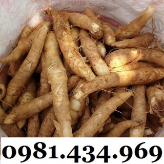 Củ Bình Tinh (Dong Đao, Dong Tróc, Mì Tinh) 01KG Chất Chuẩn Chất