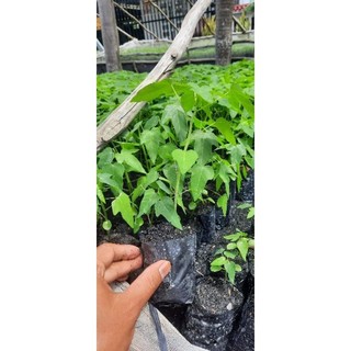 10 cây đu đủ đực siêu hoa