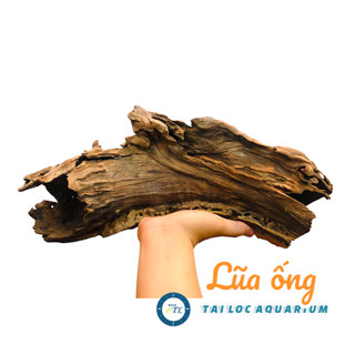 Trang trí bể cá: Lũa san đá ống rỗng  làm layout bể cá, bể thủy sinh