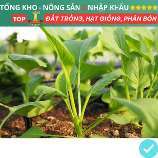 Hạt giống cải ngọt f1 tỉ lệ lên mầm cao