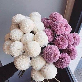 [Shop_Hoai_Nam] 1 chậu hoa cúc pingpong mixx màu size to, chậu nhiều thân ngọn, đang sẵn nụ đẹp chơi chuẩn tết âm