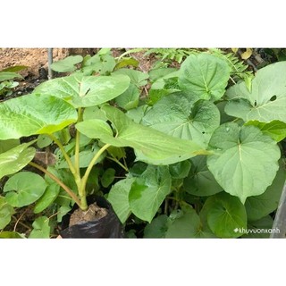 Cây giống cây dổi đất ăn lá -cây giống trong bầu cực khoẻ mạnh