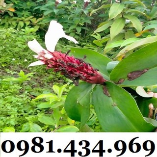 Củ Mía Dò (Cát Lồi) 01KG Tự Nhiên Chất