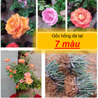 Gốc hồng Đà Lạt - Bông đẹp, hương thơm