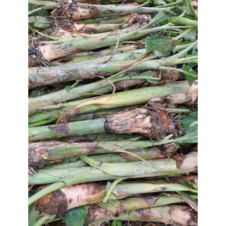 Cây giống chuối hột rừng - cây con tách mẹ