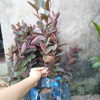Cây giống ổi tím -giống chuẩn nhá vườn - cây giống khỏe