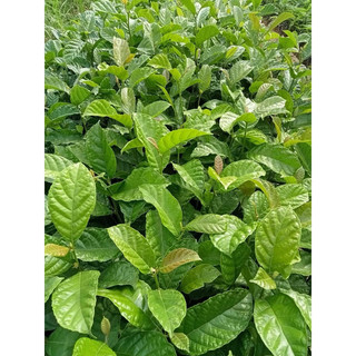 5 Cây giống chay ruột đỏ