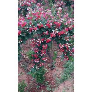 cây hoa đại cát(cây giống)
