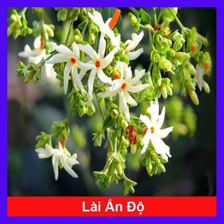 Cây hoa nhài ấn độ - hoa nhài san hô _giống chuẩn