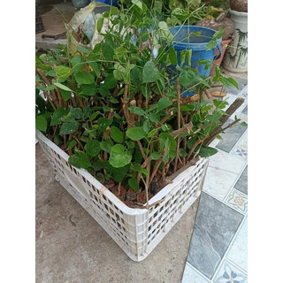 Cây giống hoa thiên lý ( bầu giống )