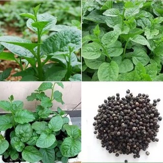 hạt giống rau mống tơi trắng (mồng tới xanh) cao sản siêu ngọn
