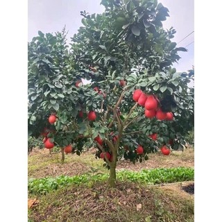 Cây giống bưởi đỏ