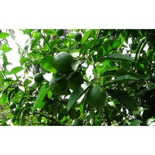 Cây chanh ta giống cực sai quả
