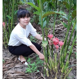củ hoa sen đa lộc hoa tết