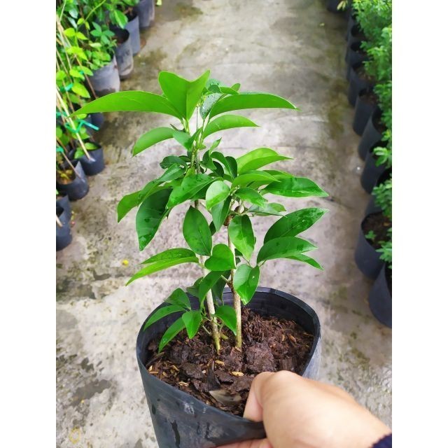 Cây Giống Hoa Lan Tỏi Tím Dây Leo Trang Trí Sân Vườn Xua Đuổi Côn Trùng Hiệu Quả