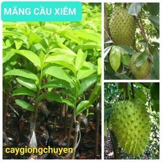 Cây giống mãng cầu xiêm thái ghép