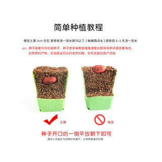 Love Magic Bean Red Bean Magic Bean Seed Cây Mini mới lạ