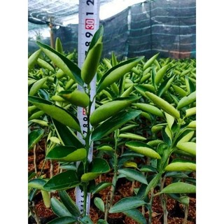 Cây giống cam sành - cây giống chuẩn