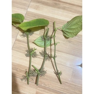 Cành trầu không có rễ để ươm trồng